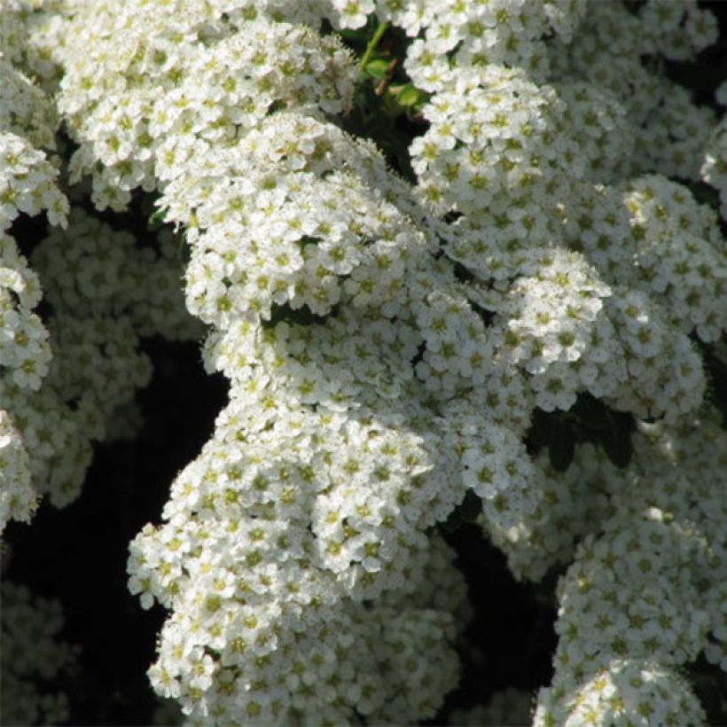 Spirea nipponica Snowmound (Fioritura)