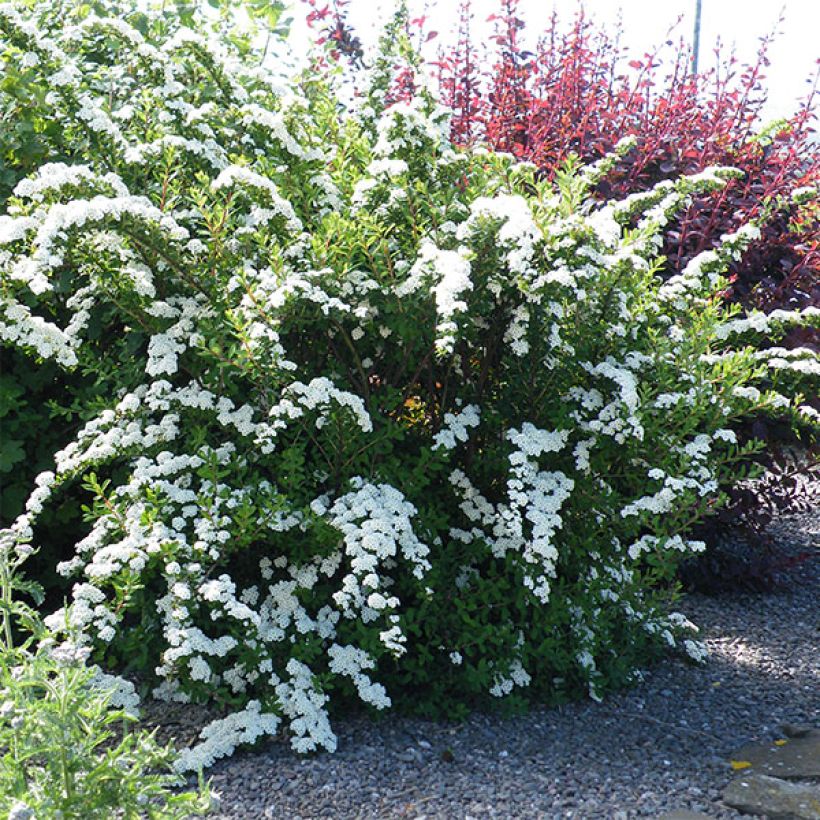 Spirea nipponica Snowmound (Porto)