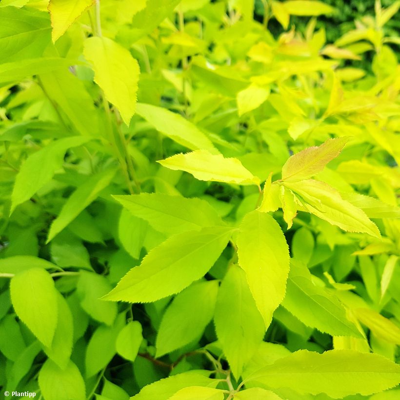 Spirea prunifolia Goldfire (Fogliame)