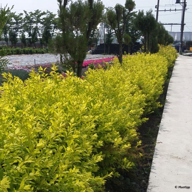 Spirea prunifolia Goldfire (Porto)