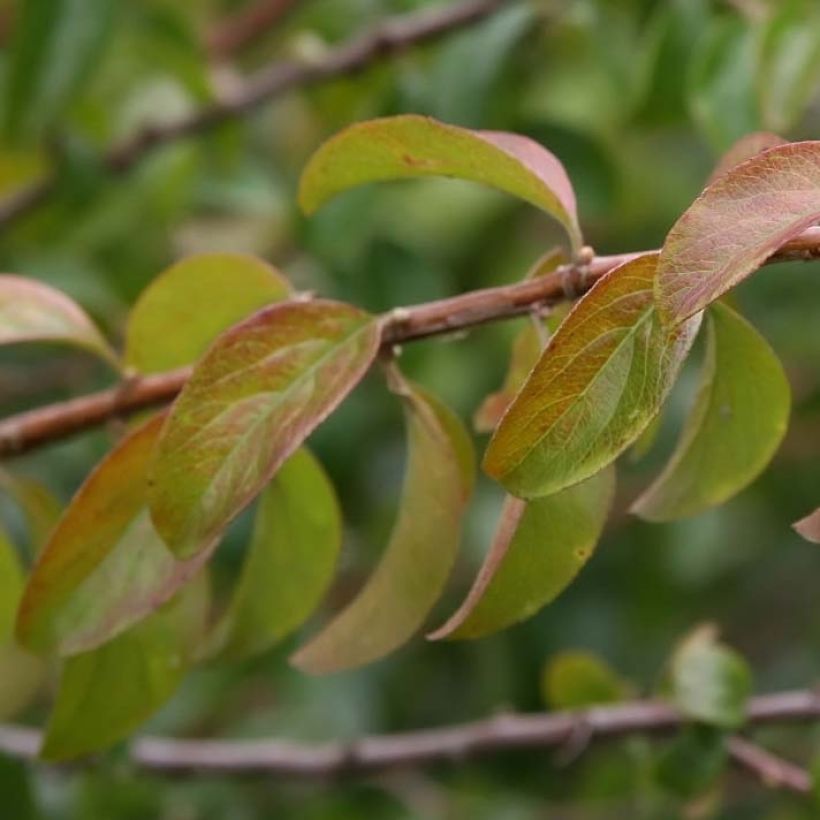 Spirea prunifolia Plena (Fogliame)