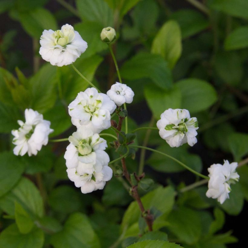 Spirea prunifolia Plena (Fioritura)