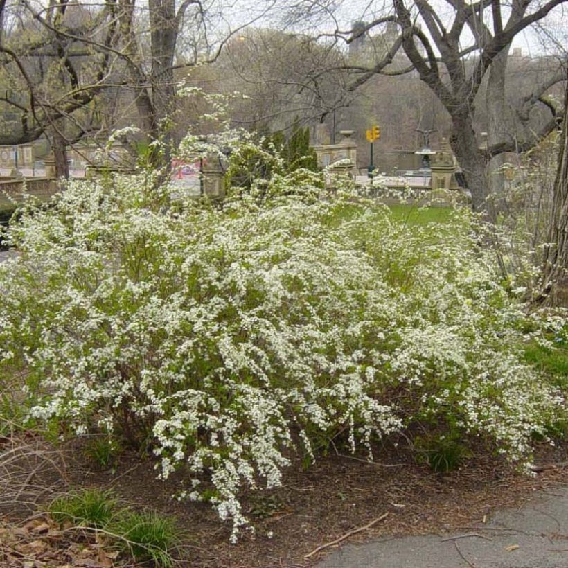 Spirea prunifolia Plena (Porto)