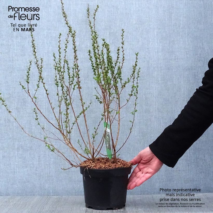 Spiraea prunifolia Plena - Spirée blanche Pot de 2L/3L esemplare consegnato in inverno