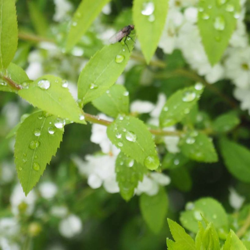 Spirea thunbergii (Fogliame)