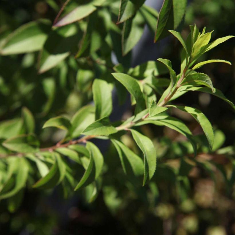 Spirea thunbergii Fujino Pink (Fogliame)