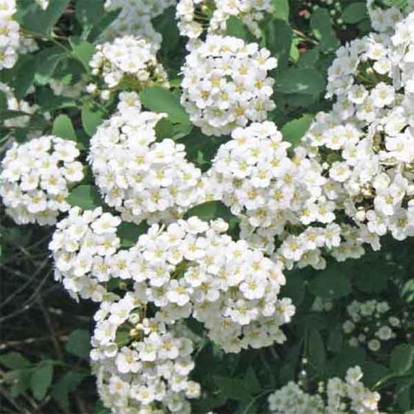 Spirea vanhouttei - Spirea bianca (Fioritura)