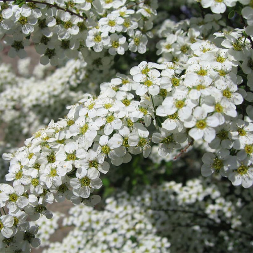 Spirea vanhouttei Gold Fountain - Spirea bianca (Fioritura)