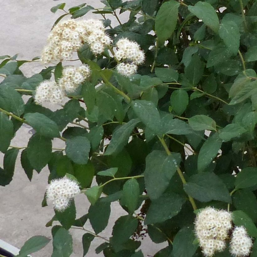 Spirea japonica Double Play Kazoo - Spirea del Giappone (Fioritura)