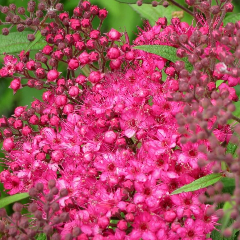 Spirea japonica Neon Flash - Spirea del Giappone (Fioritura)