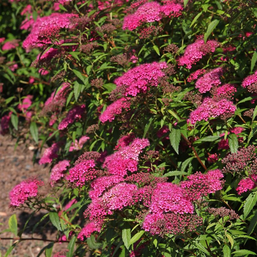 Spirea japonica Neon Flash - Spirea del Giappone (Porto)