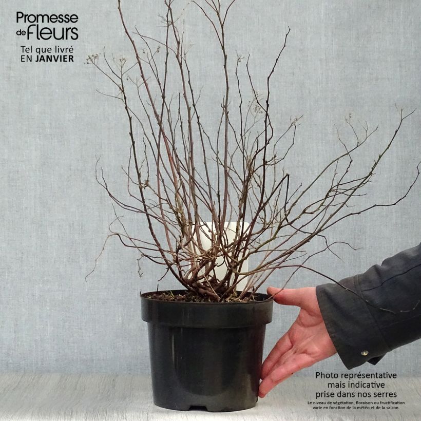 Spirée à feuille de bouleau Pink Sparkler - Spiraea betulifolia Pot de 2L/3L esemplare consegnato in inverno