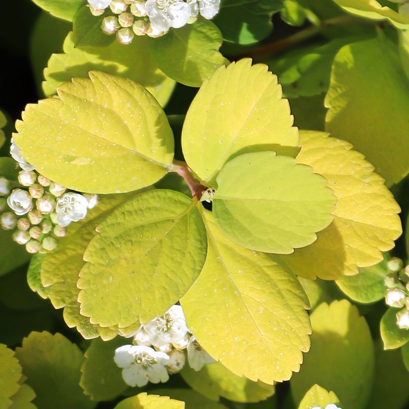 Spirea betulifolia Island (Fogliame)