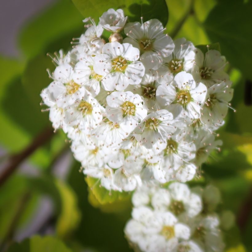 Spirea betulifolia Island (Fioritura)