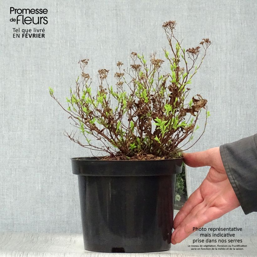 Spirée japonaise Albiflora - Spiraea japonica Pot de 2L/3L esemplare consegnato in inverno