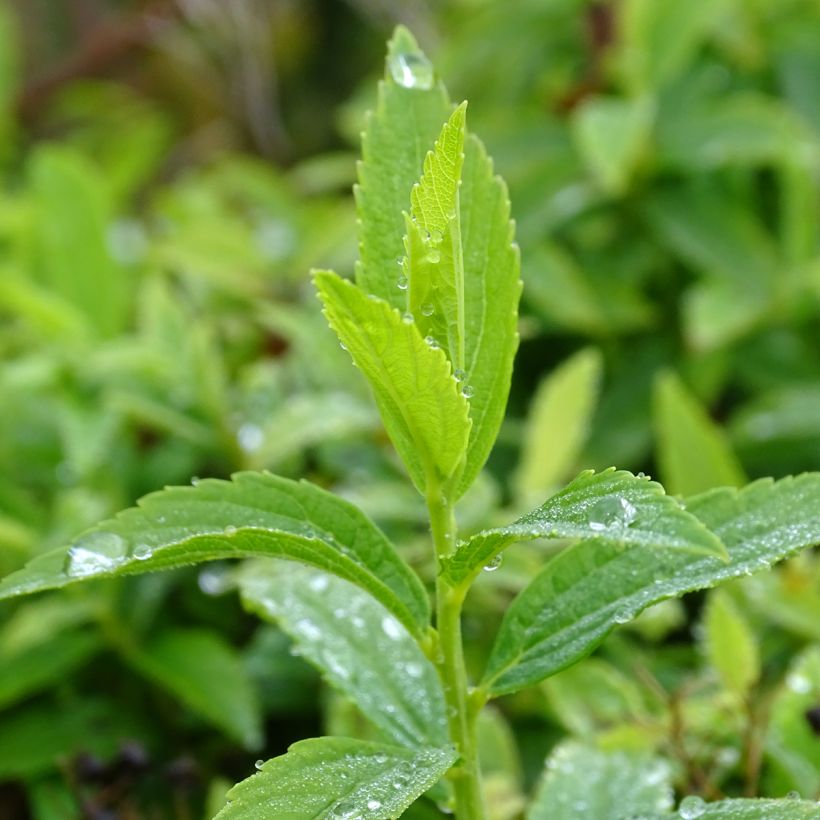 Spirea japonica Albiflora - Spirea del Giappone (Fogliame)