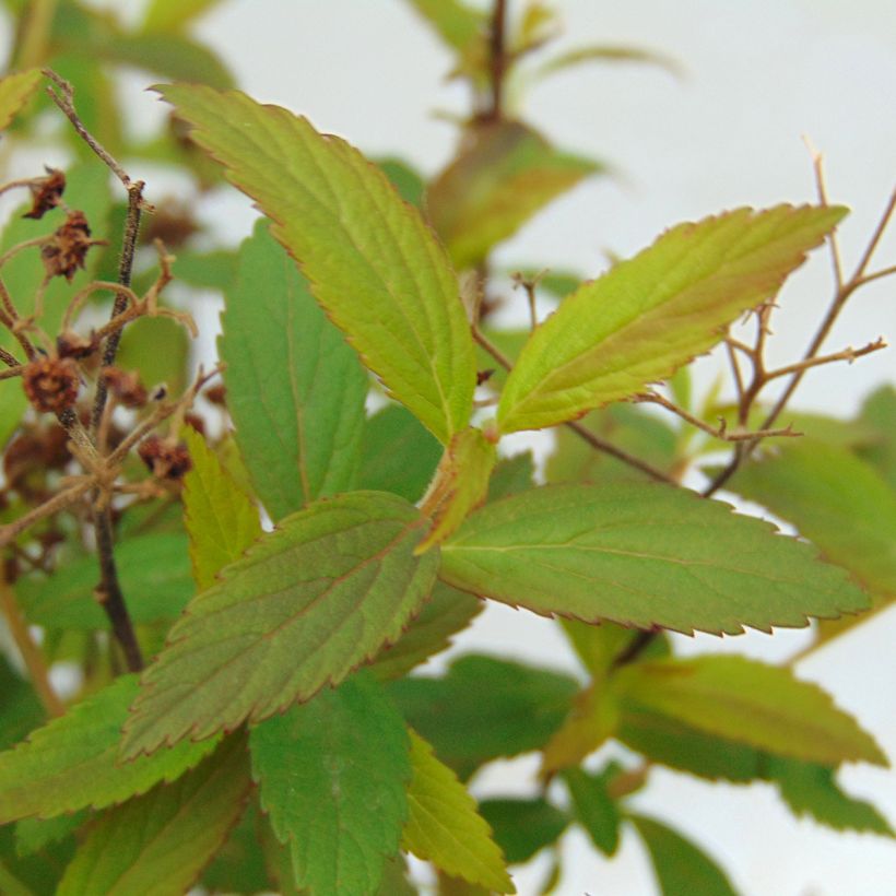 Spirea japonica Anthony Waterer - Spirea del Giappone (Fogliame)