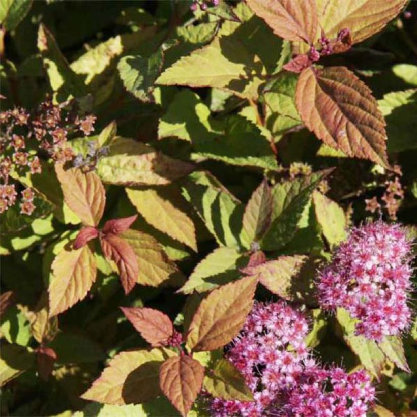 Spirea japonica Firelight - Spirea del Giappone (Fogliame)