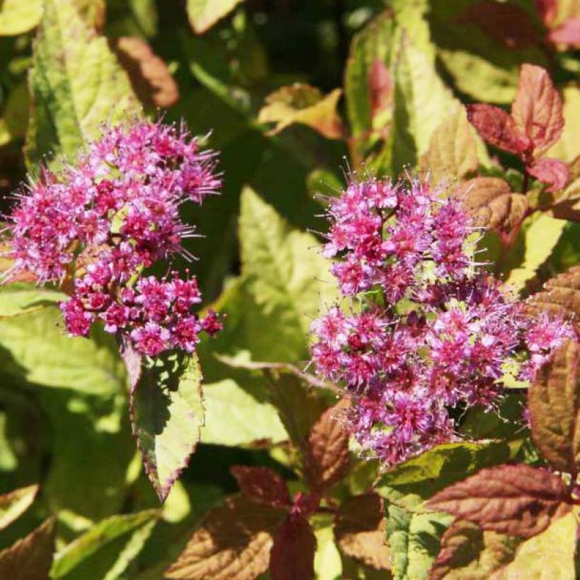 Spirea japonica Firelight - Spirea del Giappone (Fioritura)