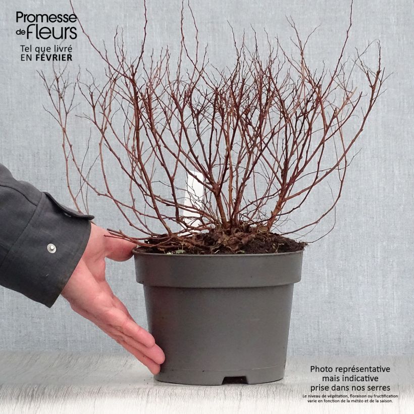 Spirée japonaise Firelight- Spiraea japonica Pot de 3L/4L esemplare consegnato in inverno