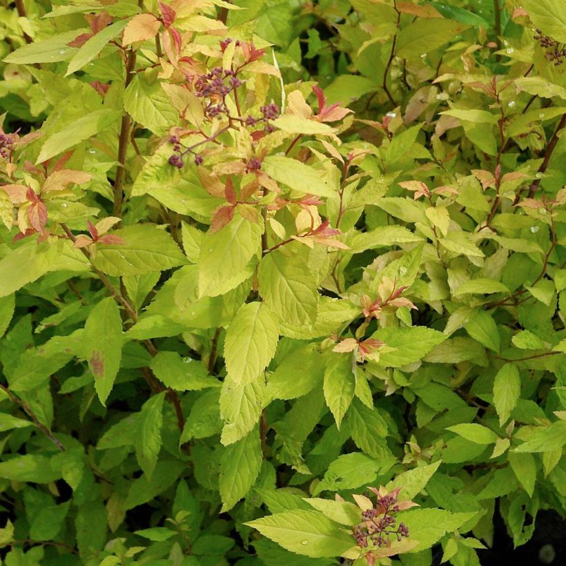 Spirea japonica Goldflame - Spirea del Giappone (Fogliame)