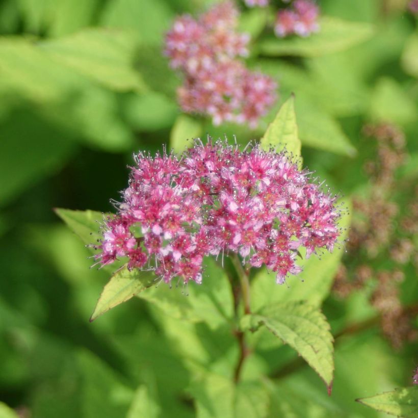 Spirea japonica Goldflame - Spirea del Giappone (Fioritura)