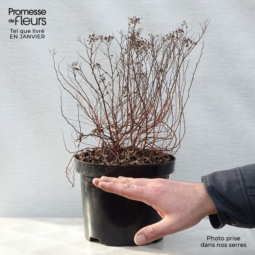 Spir?e japonaise Little Princess en pot de 2L/3L - Spiraea japonica esemplare consegnato in inverno