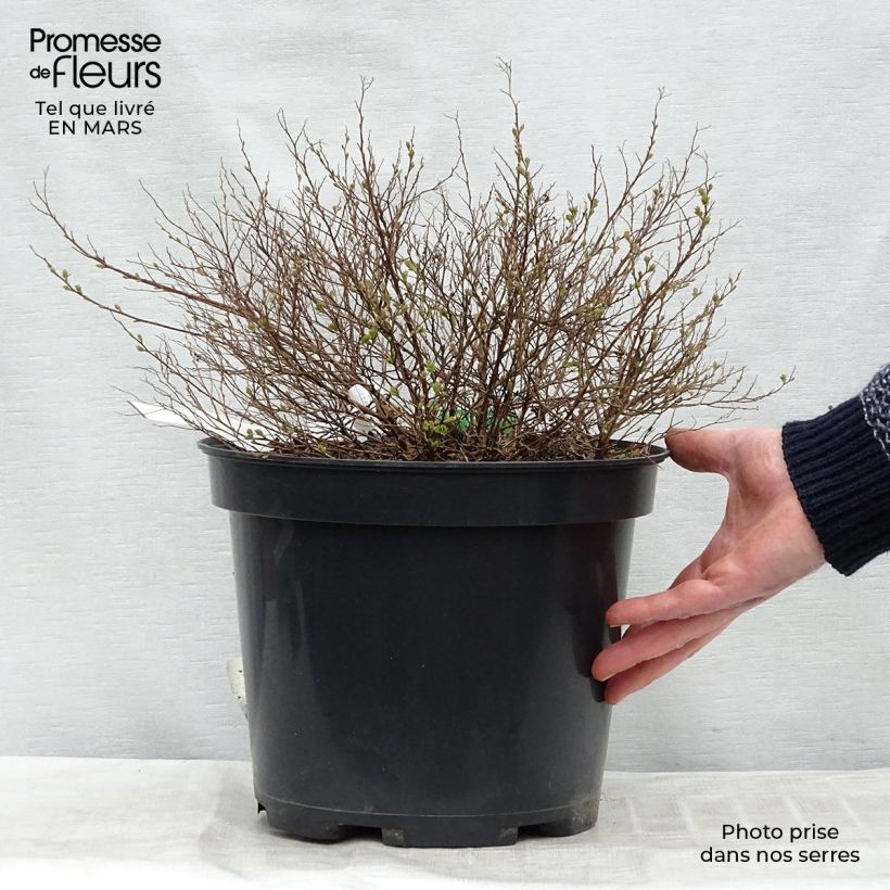 Spirée japonaise Little Princess - Spiraea japonica en pot de 4L/5L esemplare consegnato in inverno