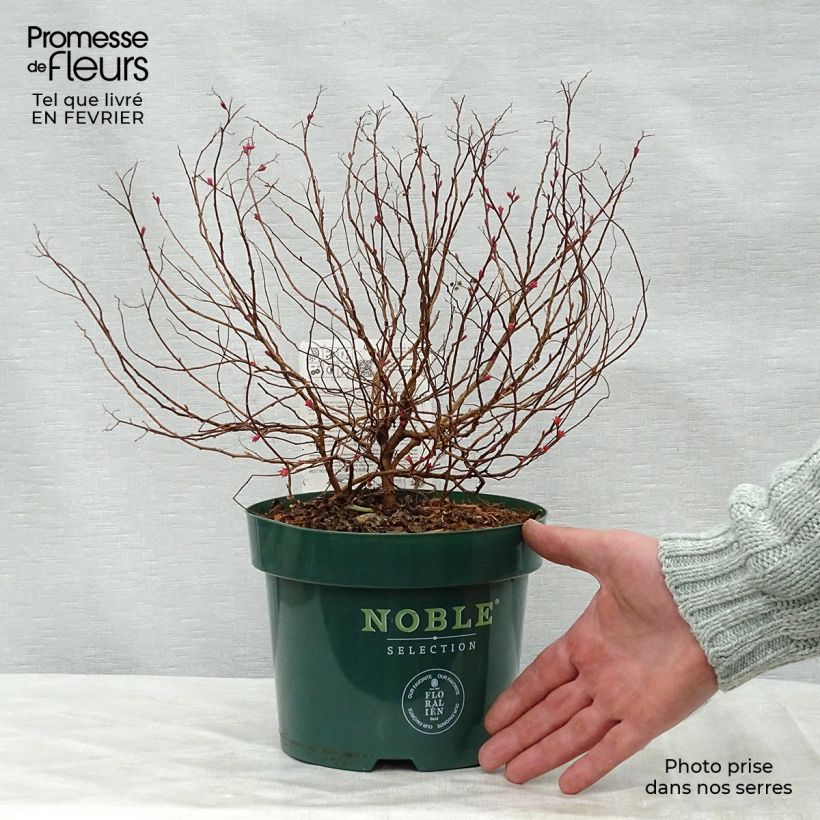 Spirée japonaise Magic Carpet en pot de 2L/3L.- Spiraea japonica esemplare consegnato in inverno