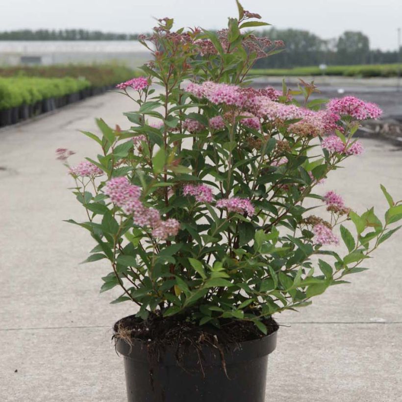 Spirea japonica Nana - Spirea del Giappone (Porto)