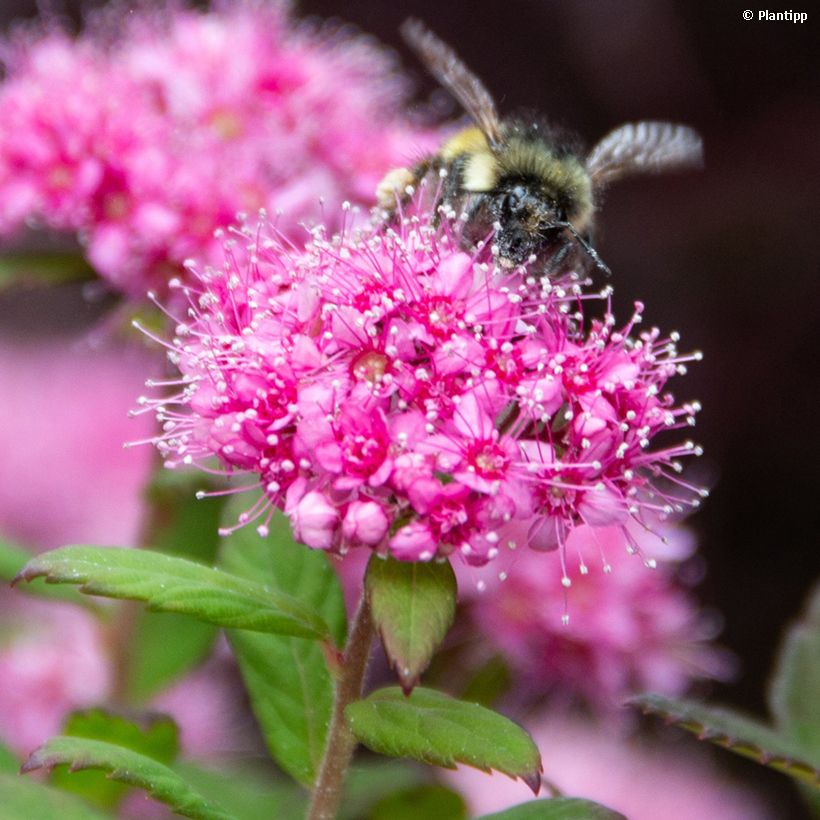 Spirea japonica Odessa - Spirea del Giappone (Fioritura)