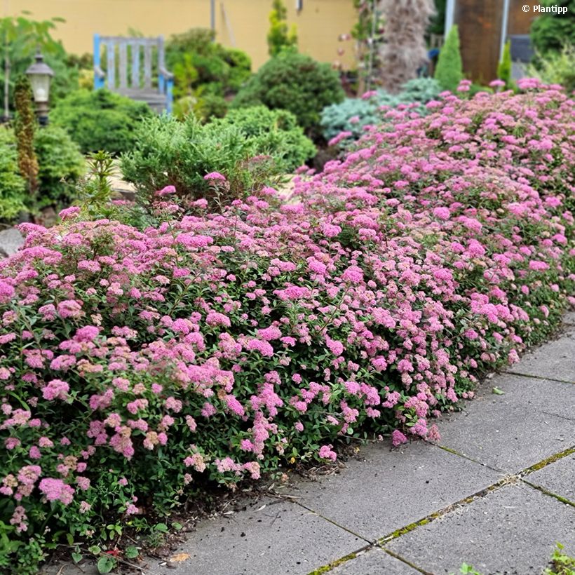 Spirea japonica Odessa - Spirea del Giappone (Porto)