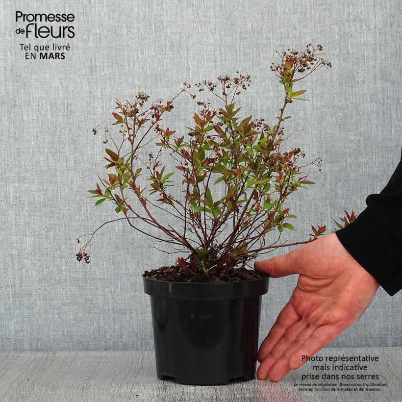 Spirée japonaise Shirobana - Spiraea japonica en pot de 1L/1,5L esemplare consegnato in inverno