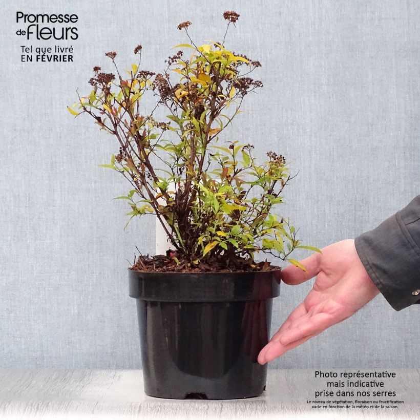 Spirée japonaise Shirobana - Spiraea japonica en pot de 2/3L esemplare consegnato in inverno