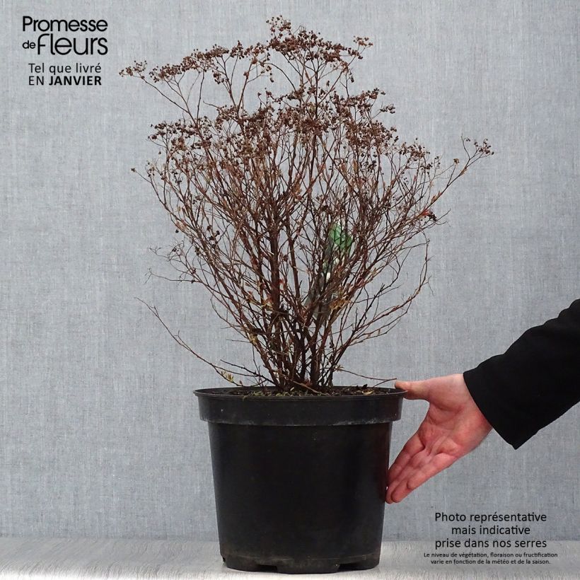 Spirée japonaise Shirobana - Spiraea japonica en pot de 7,5L/10L esemplare consegnato in inverno