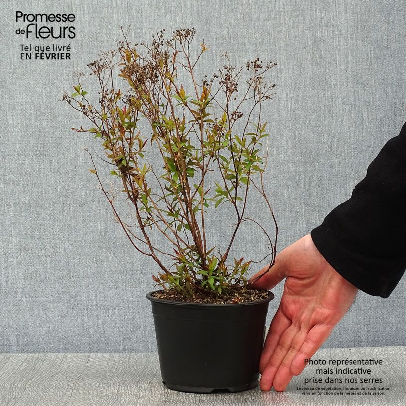 Spirée japonaise - Spiraea japonica Dart's Red en pot de 1L/1,5L esemplare consegnato in inverno