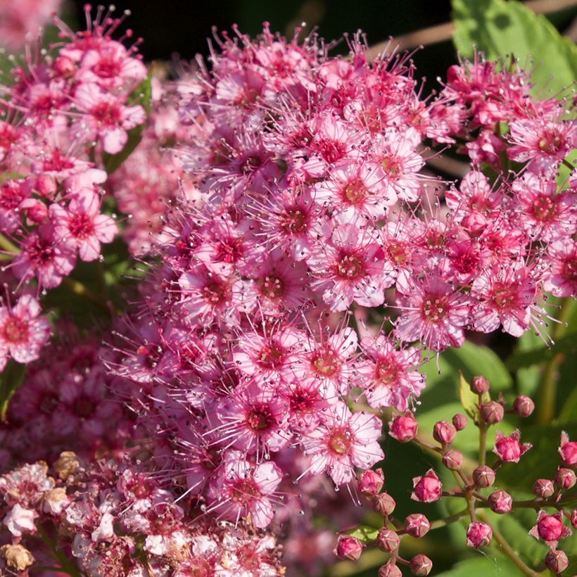 Spirea japonica Froebelii - Spirea del Giappone (Fioritura)