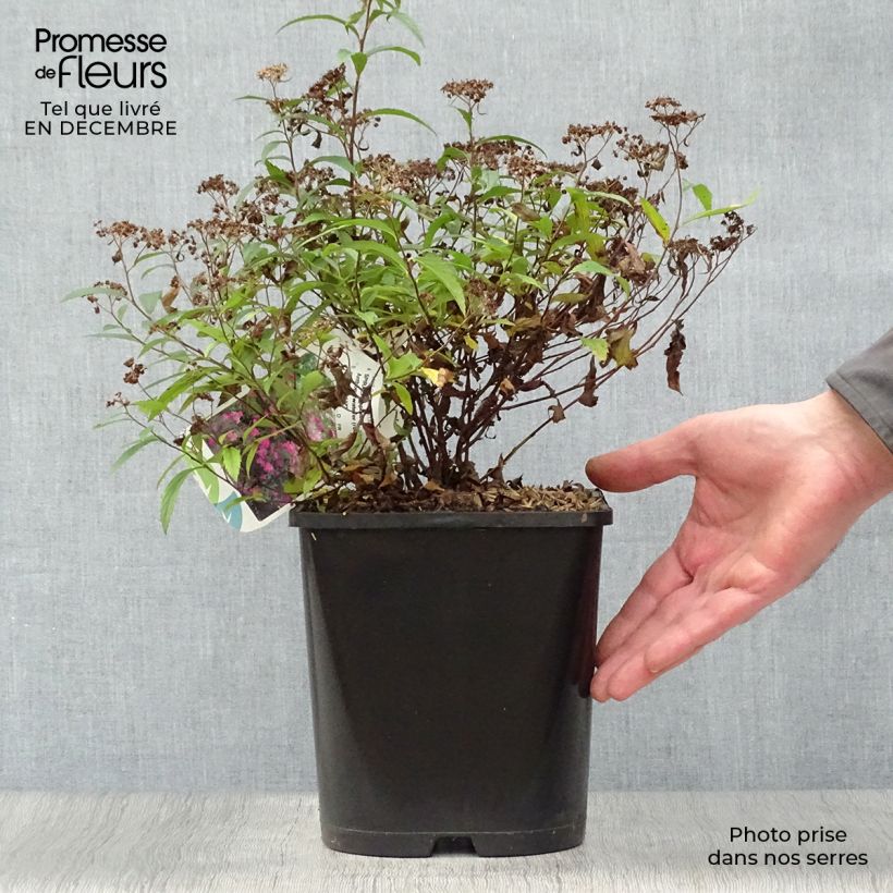 Spirée japonica Anthony Waterer en pot de 4/5L- Spiraea japonaise esemplare consegnato in inverno