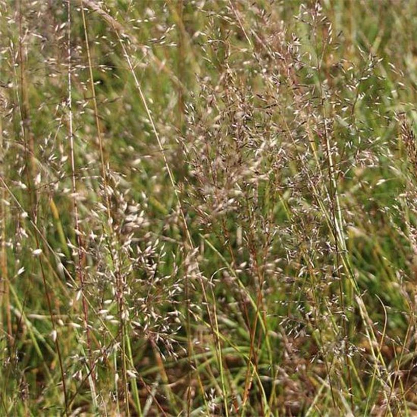 Sporobolus heterolepis Wisconsin Strain (Fioritura)