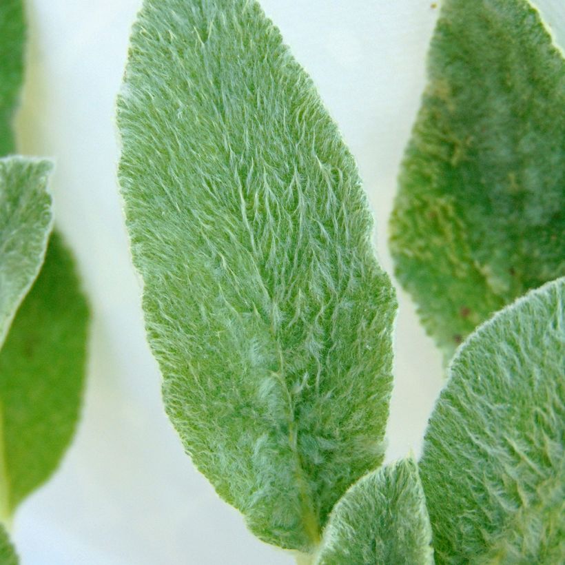 Stachys byzantina - Stregona candida (Fogliame)