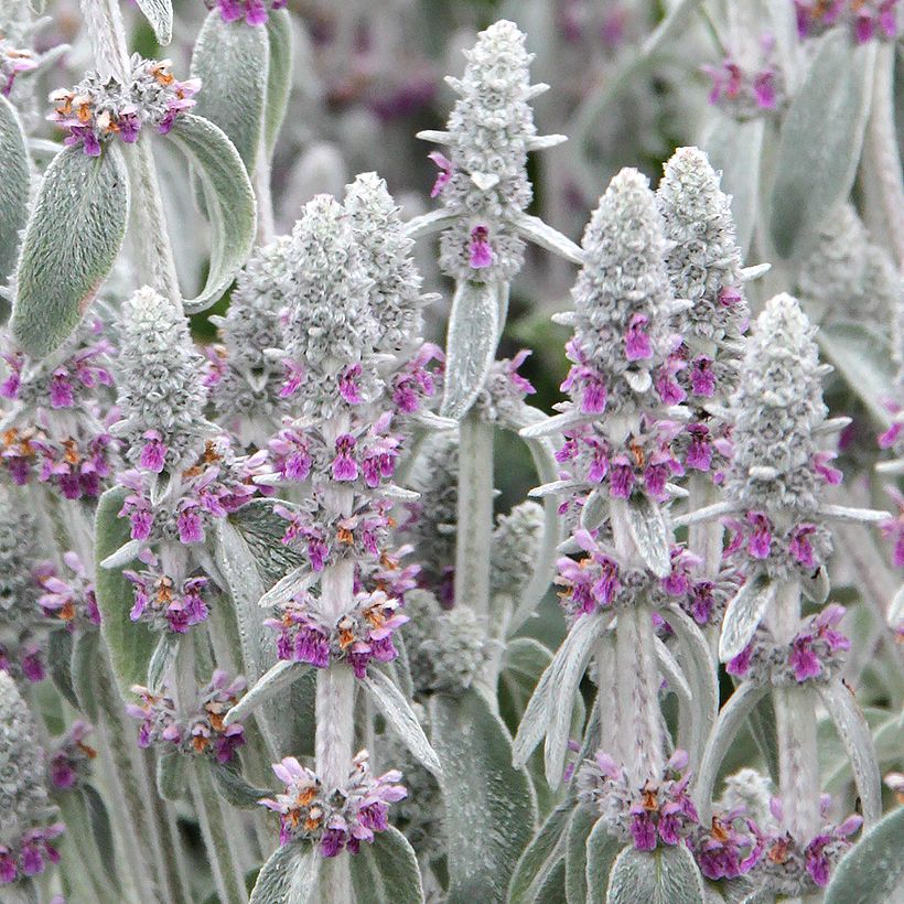 Stachys byzantina - Stregona candida (Fioritura)