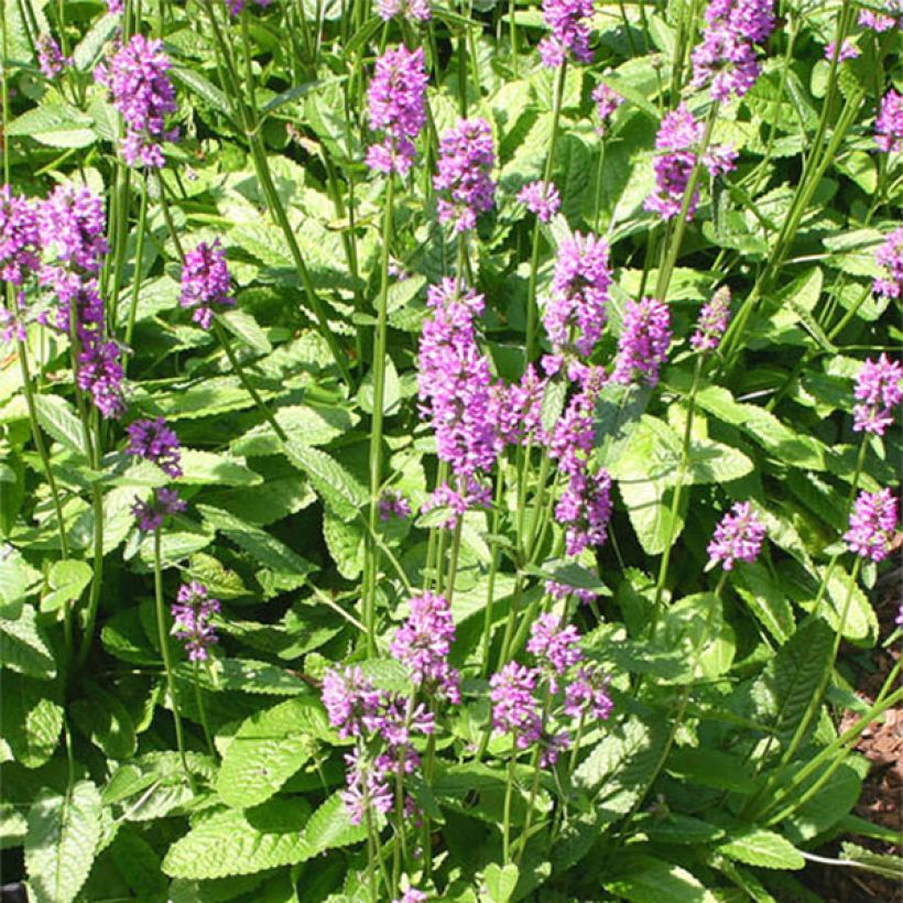 Stachys monieri Hummelo (Fioritura)