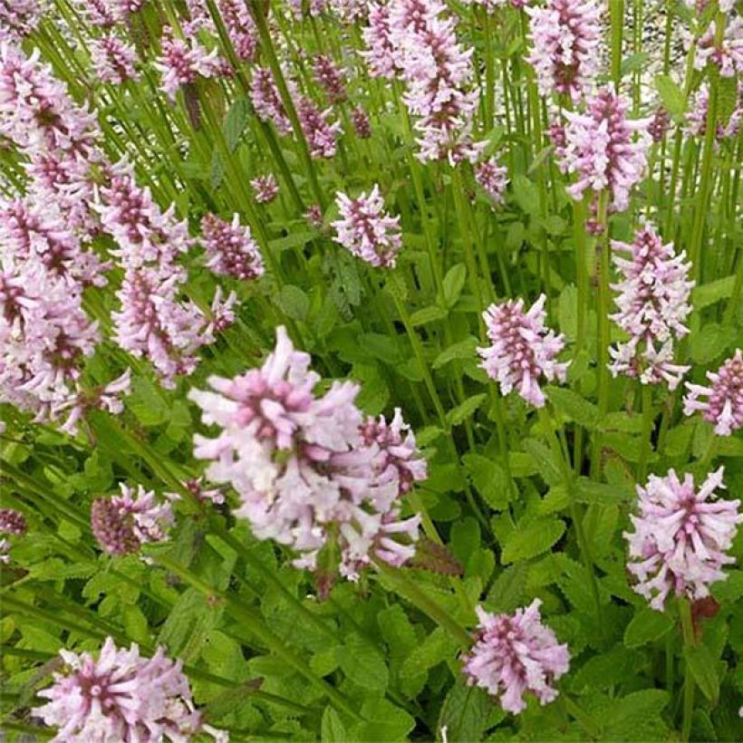 Stachys monieri Rosea (Fioritura)