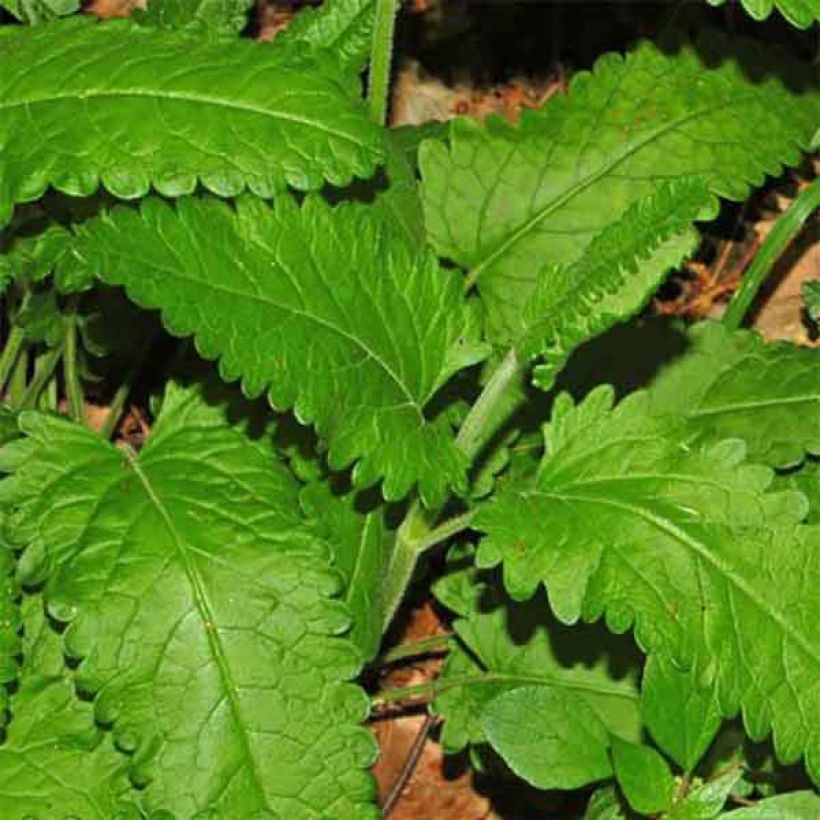 Stachys officinalis - Betonica comune (Fogliame)