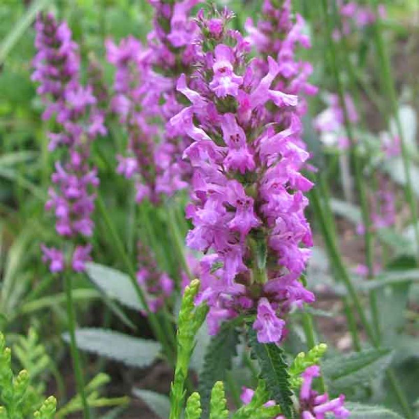 Stachys officinalis - Betonica comune (Fioritura)