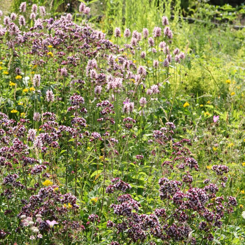 Stachys officinalis Pink Cotton Candy - Betonica comune (Porto)