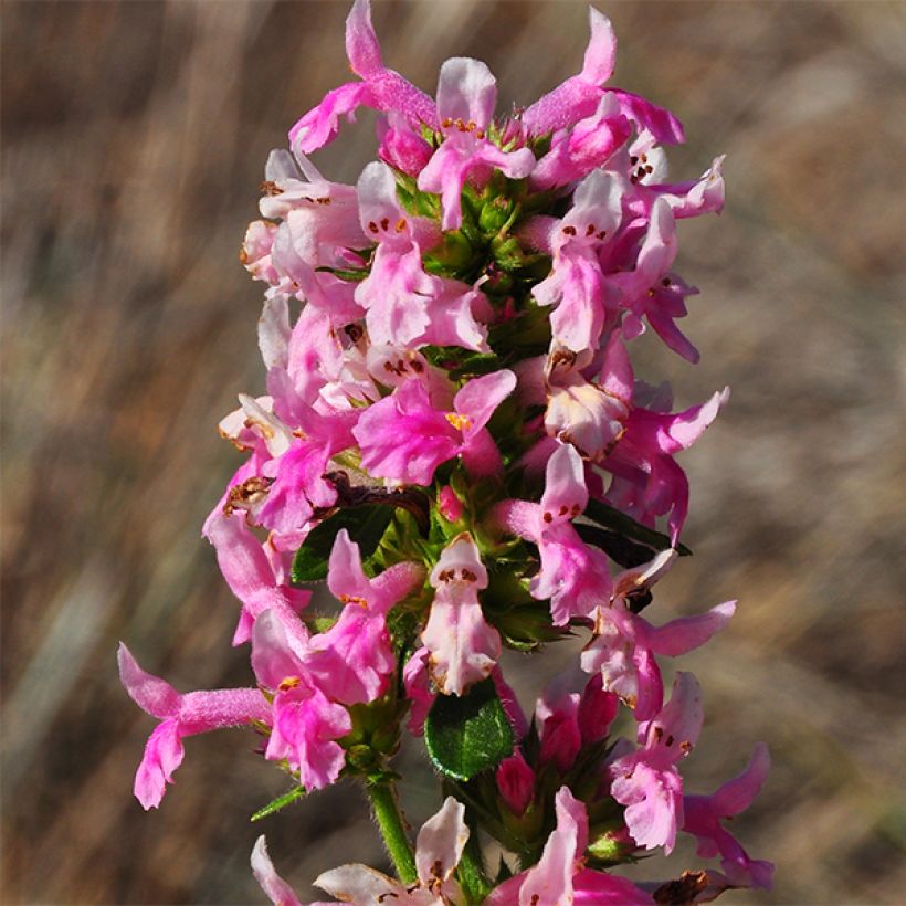 Stachys officinalis Pink Cotton Candy - Betonica comune (Fioritura)