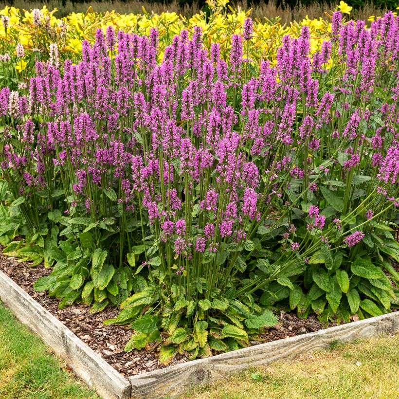 Stachys officinalis - Betonica comune (Porto)