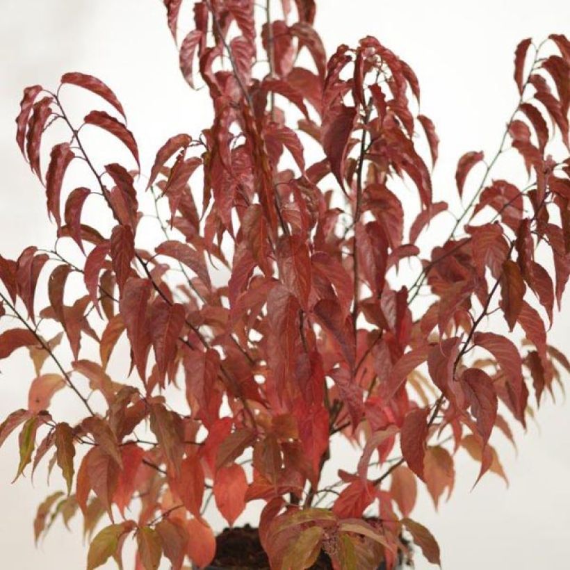 Stachyurus chinensis Celina (Fogliame)