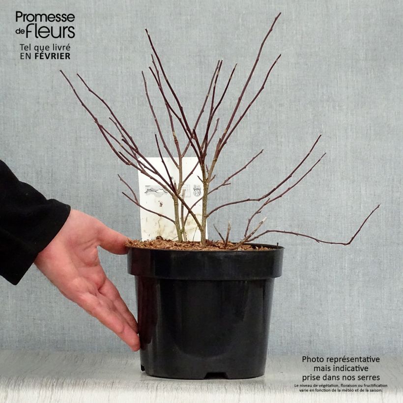 Stachyurus chinensis Celina en pot de 3/4L esemplare consegnato in inverno